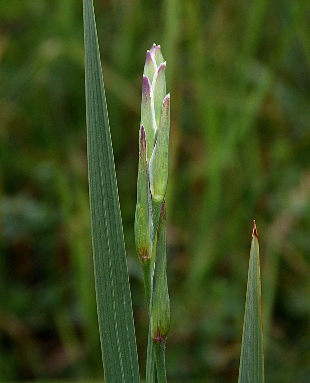 mečík škridlicovitý Gladiolus imbricatus L.