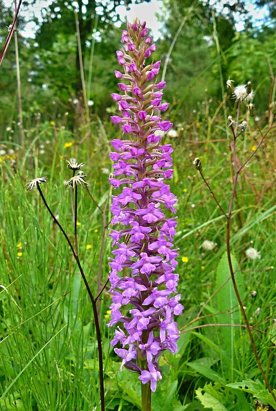 päťprstnica hustokvetá Gymnadenia densiflora (Wahlenb.) A. Dietr.