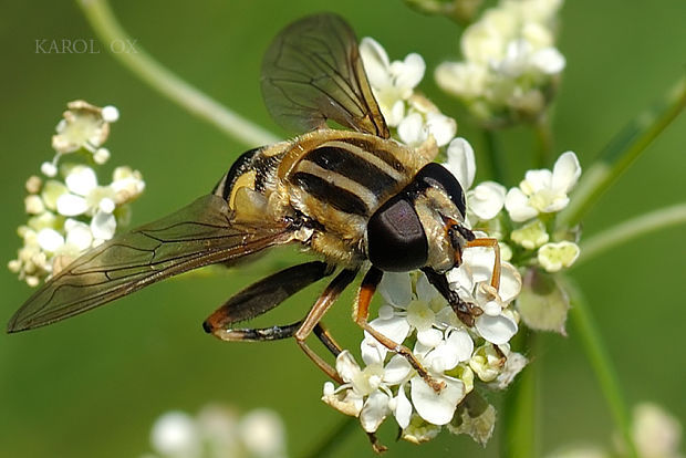 pestrica Helophilus trivittatus