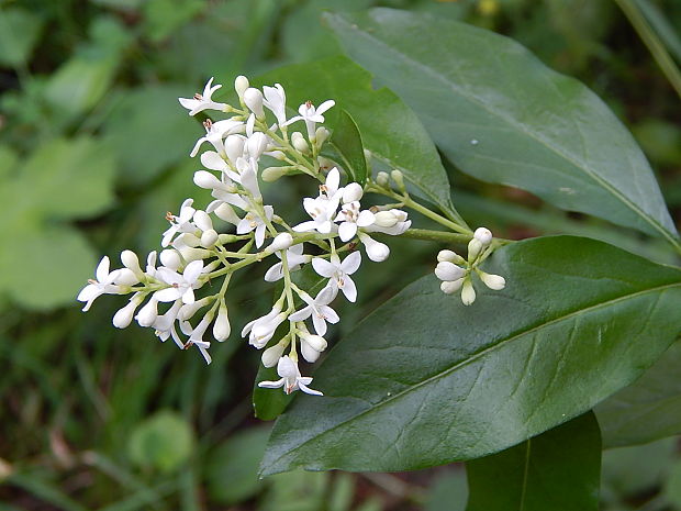 zob vtáčí Ligustrum vulgare L.