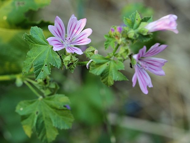 slez lesný Malva sylvestris L.