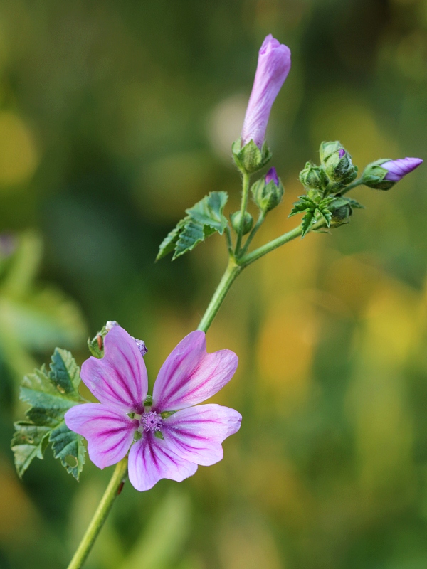 slez lesný Malva sylvestris L.