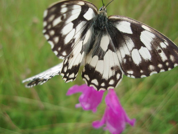 očkáň timotejkový Melanargia galathea