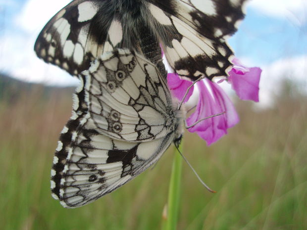 očkáň timotejkový Melanargia galathea