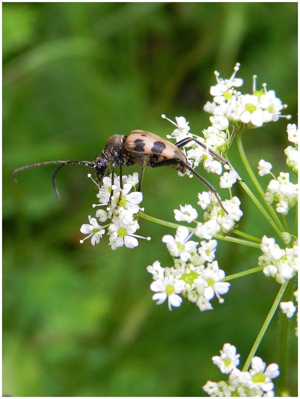 fuzáč rúbaniskový  Pachytodes cerambyciformis