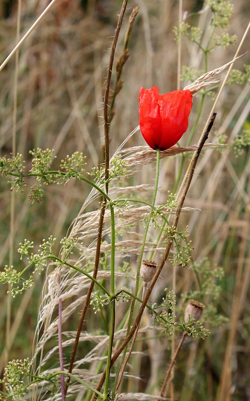 vlčí mak Papaver rhoeas L.