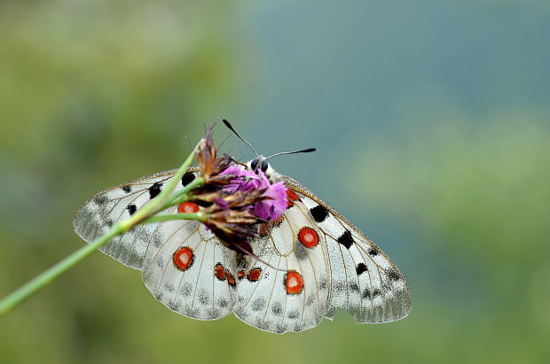 jasoň červenooký Parnassius apollo