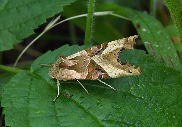 sivkavec mramorovaný (blýskavka mramorovaná) Phlogophora meticulosa