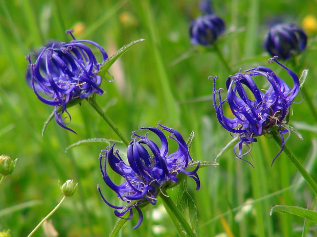 zerva hlavičkatá Phyteuma orbiculare L.