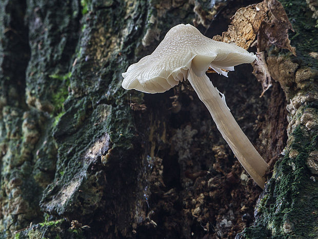 štítovka? Pluteus sp.