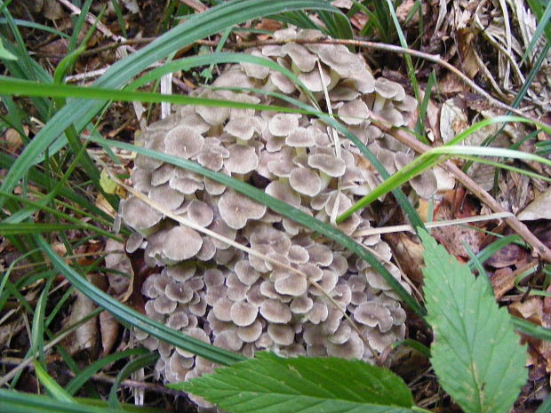 trúdnik klobúčkatý Polyporus umbellatus (Pers.) Fr.