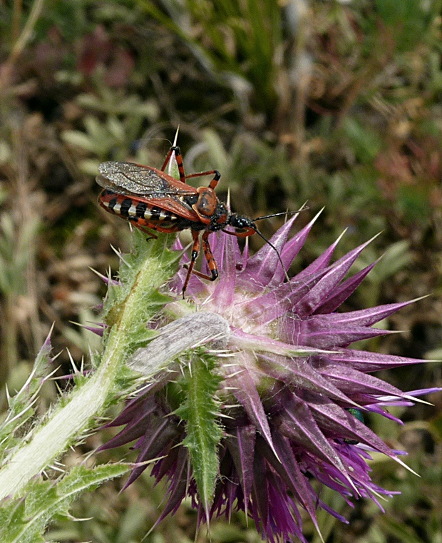 zakernica červená Rhynocoris iracundus