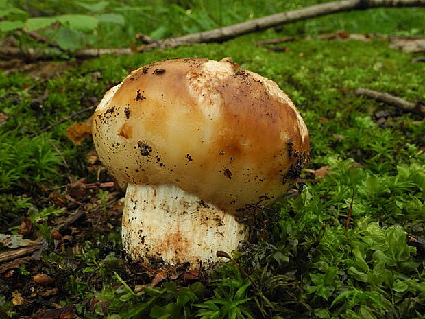 plávka smradľavá Russula foetens Pers.