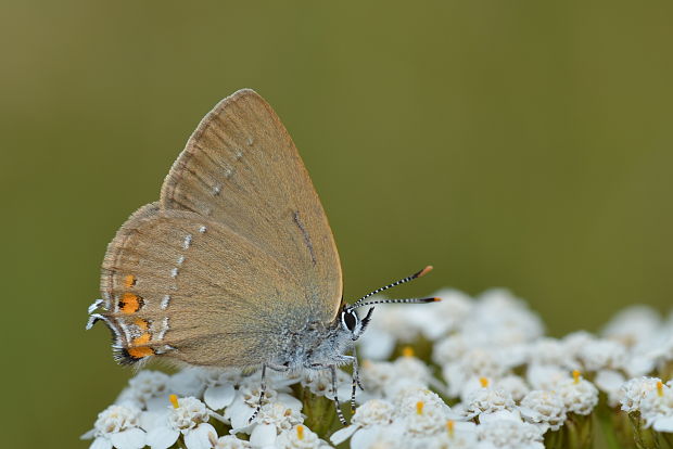 ostrôžkár malý Satyrium acaciae