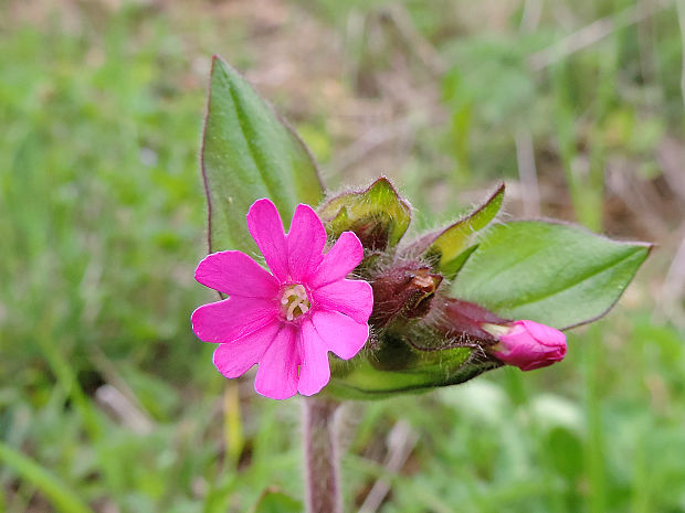 silenka červená Silene dioica (L.) Clairv.