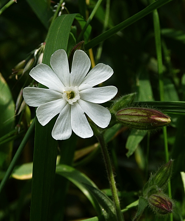 silenka biela pravá Silene latifolia subsp. alba (Mill.) Greuter et Burdet