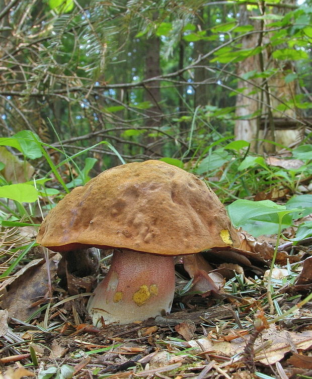 hríb zrnitohlúbikový Sutorius luridiformis (Rostk.) G. Wu & Zhu L. Yang