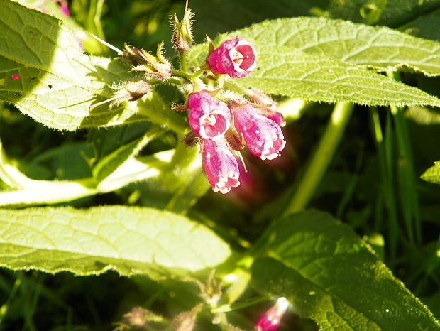 kostihoj lekársky Symphytum officinale L.