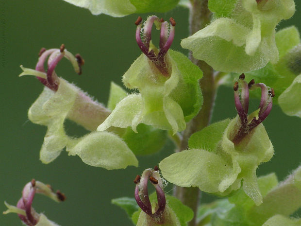 hrdobarka páchnúca Teucrium scorodonia L.