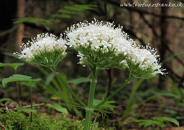 valeriána lekárska Valeriana officinalis L.