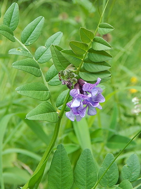 vika lesná Vicia sylvatica L.