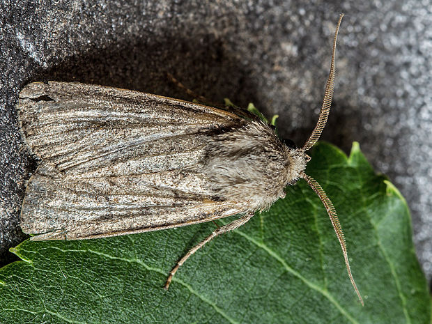 siatica oziminová  Agrotis cf. segetum