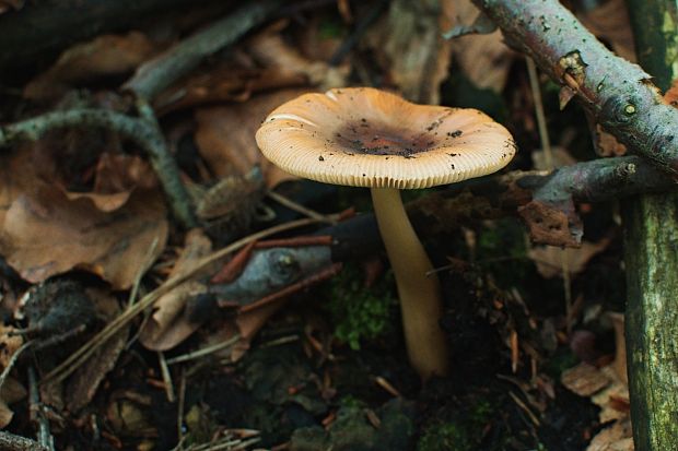 muchotrávka plavohnedá Amanita fulva Fr.