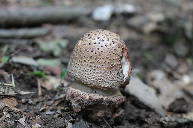 muchotrávka červenkastá Amanita rubescens Pers.