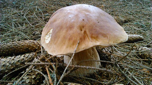 hríb smrekový Boletus edulis Bull.