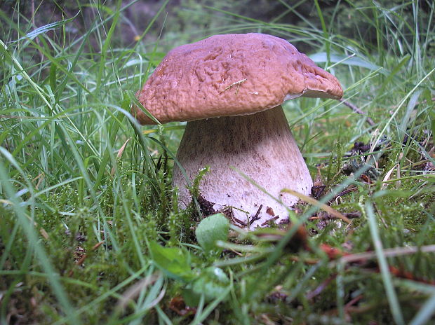 hríb smrekový Boletus edulis Bull.