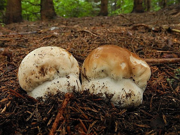 hríb smrekový Boletus edulis Bull.