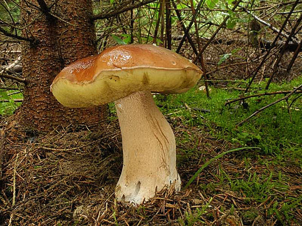 hríb smrekový Boletus edulis Bull.