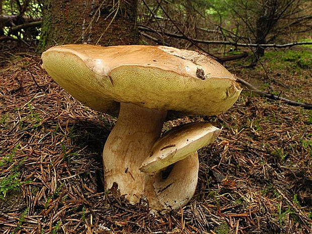 hríb smrekový Boletus edulis Bull.