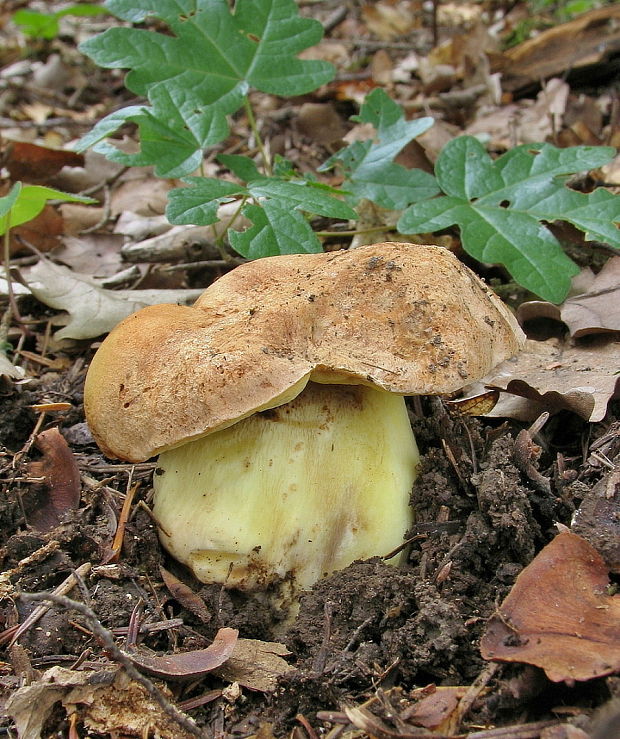 hríb horský Butyriboletus subappendiculatus (Dermek, Lazebn. & J. Veselský) D. Arora & J.L. Frank