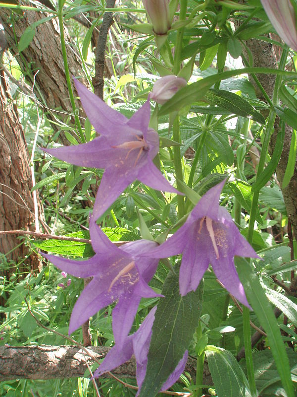 zvonček širokolistý Campanula latifolia L.