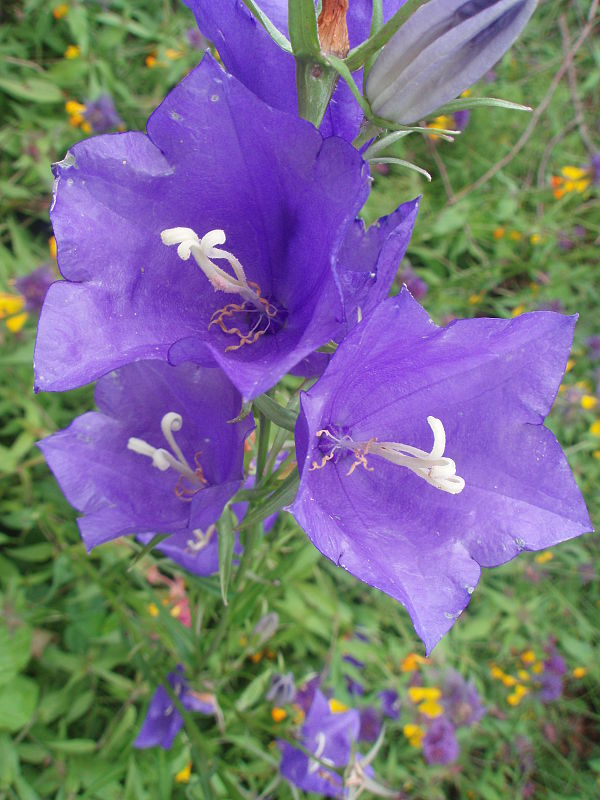 zvonček broskyňolistý Campanula persicifolia L.