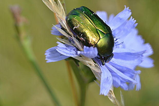 zlatoň obyčajný  Cetonia aurata