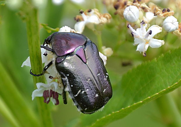 zlatoň obyčajný Cetonia aurata