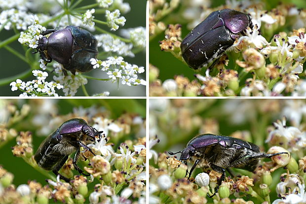 zlatoň obyčajný Cetonia aurata Linnaeus, 1758