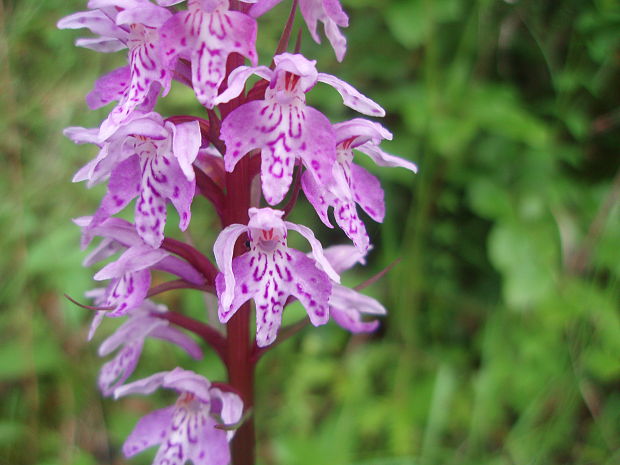 vstavačovec fuchsov pravý Dactylorhiza fuchsii subsp. fuchsii (Druce) Soó