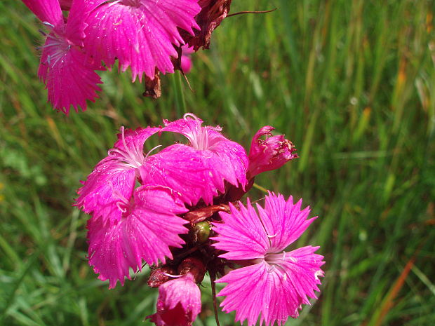 klinček kartuziánsky Dianthus carthusianorum L.