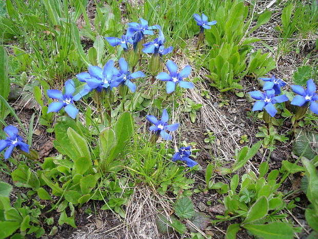 horec jarný Gentiana verna L.