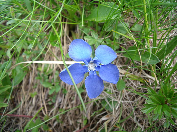 horec jarný Gentiana verna L.