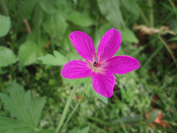 pakost lesný Geranium sylvaticum L.