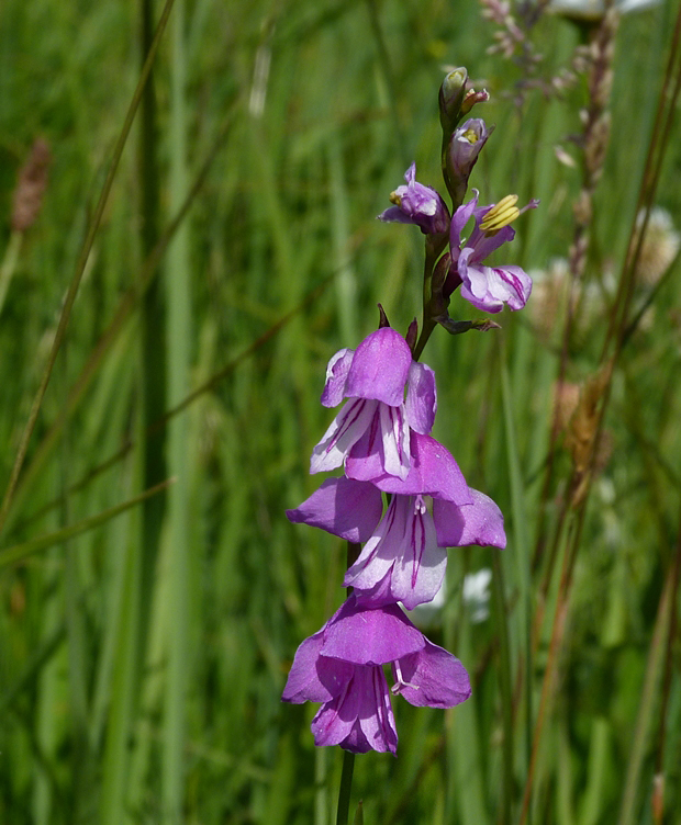 mečík škridlicovitý Gladiolus imbricatus L.