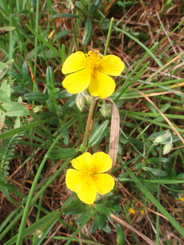 devätorník Helianthemum sp.