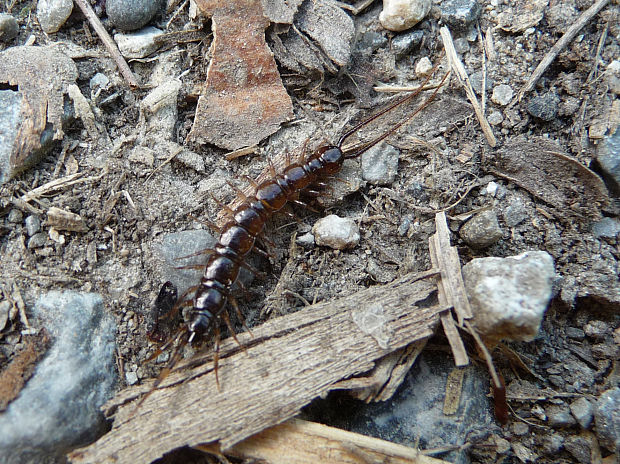 stonôžka obyčajná Lithobius forficatus