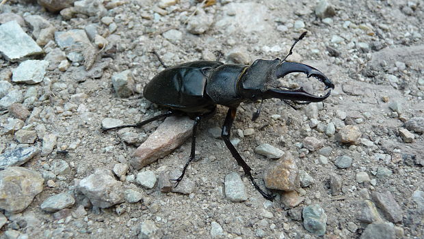 roháč obyčajný Lucanus cervus