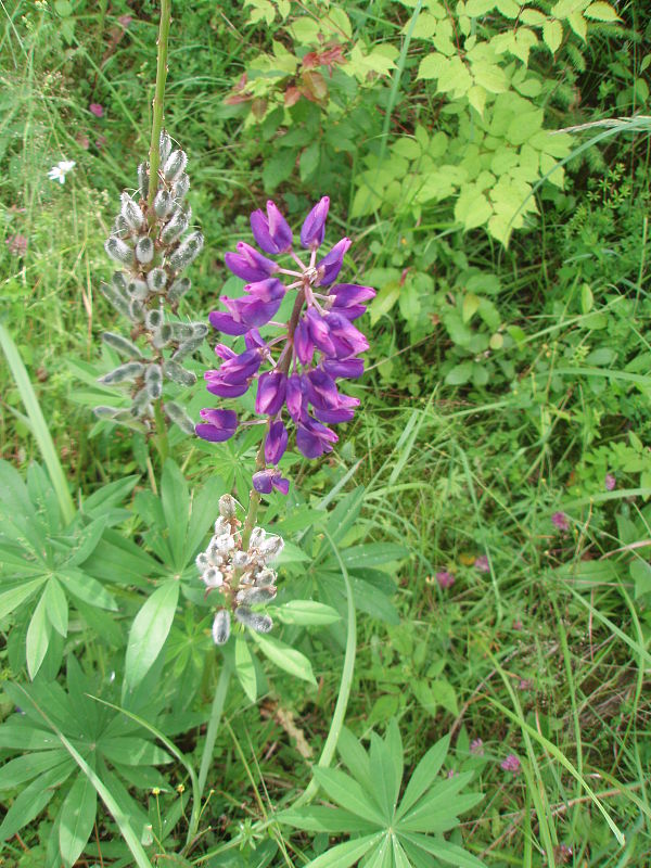 lupina mnoholistá Lupinus polyphyllus Lindl.