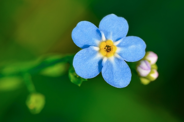 nezábudka lesná Myosotis sylvatica Ehrh. ex Hoffm.